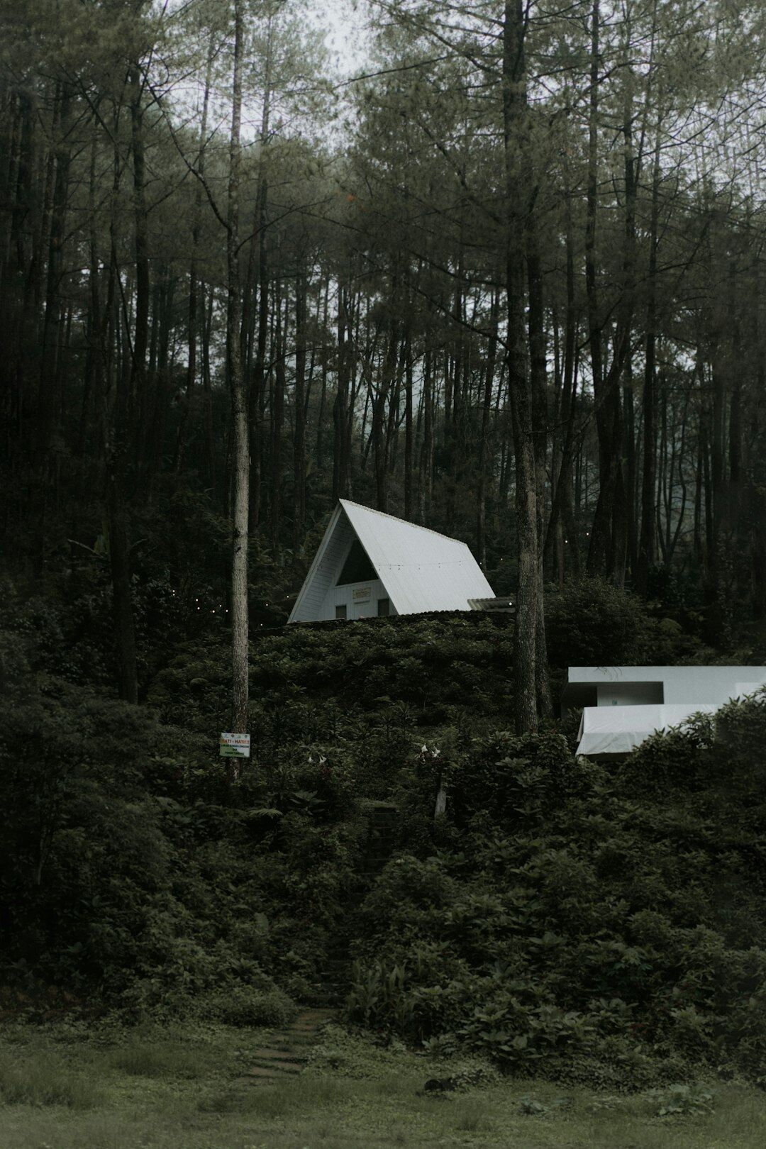 Rural estate with pool surrounded by pine forest